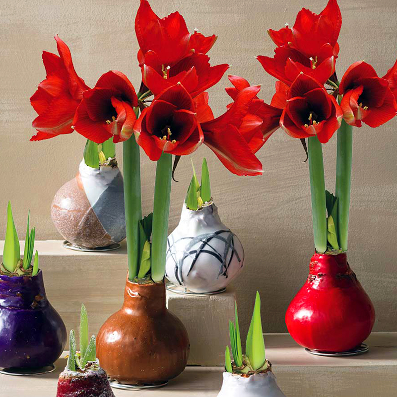 amaryllis
