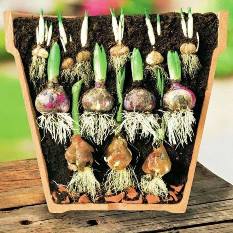 layeredbulb-webpic